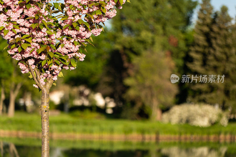 日本樱(Prunus serrulata)树在Ajka划船湖附近